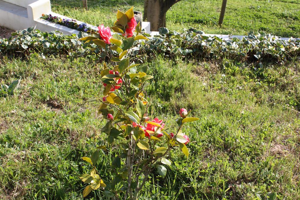 Quinta Do Cerquito Villa Ferreira do Zêzere Esterno foto