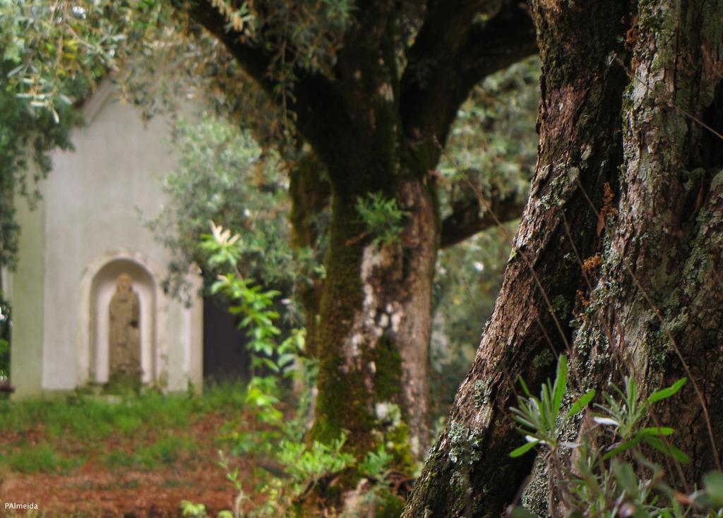 Quinta Do Cerquito Villa Ferreira do Zêzere Esterno foto