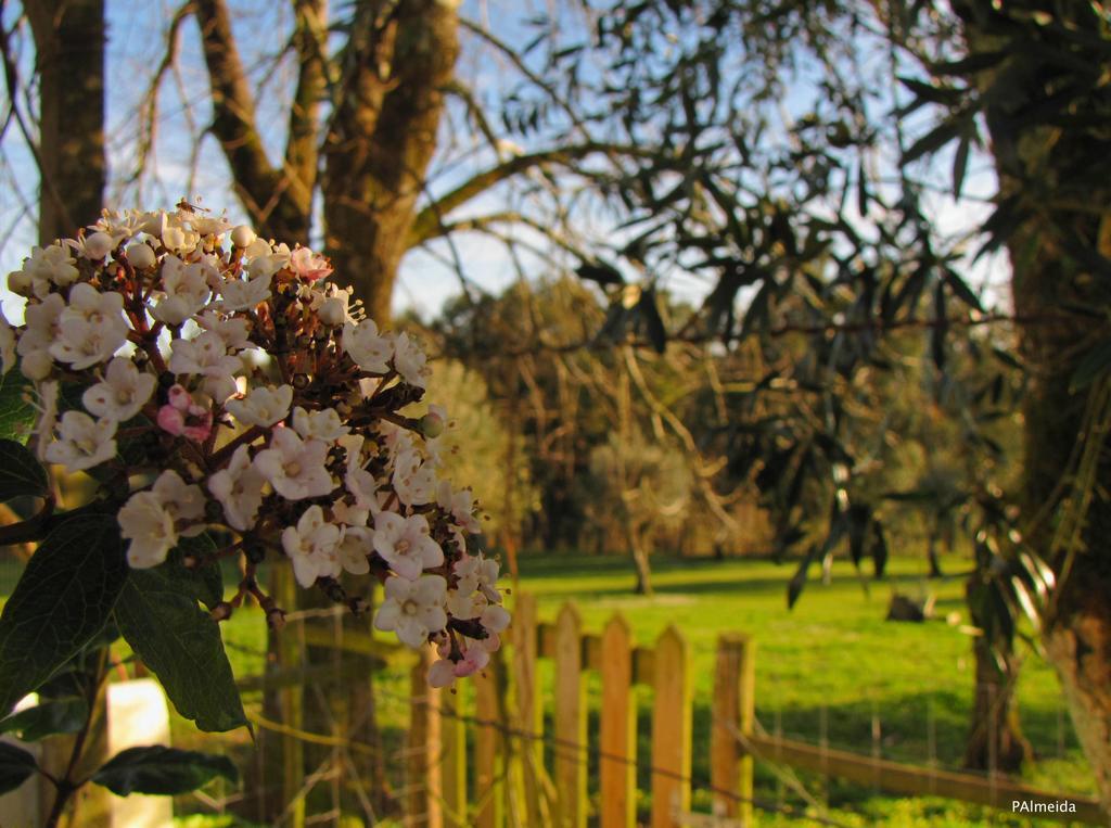 Quinta Do Cerquito Villa Ferreira do Zêzere Esterno foto