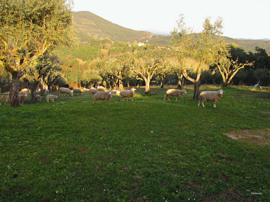 Quinta Do Cerquito Villa Ferreira do Zêzere Esterno foto