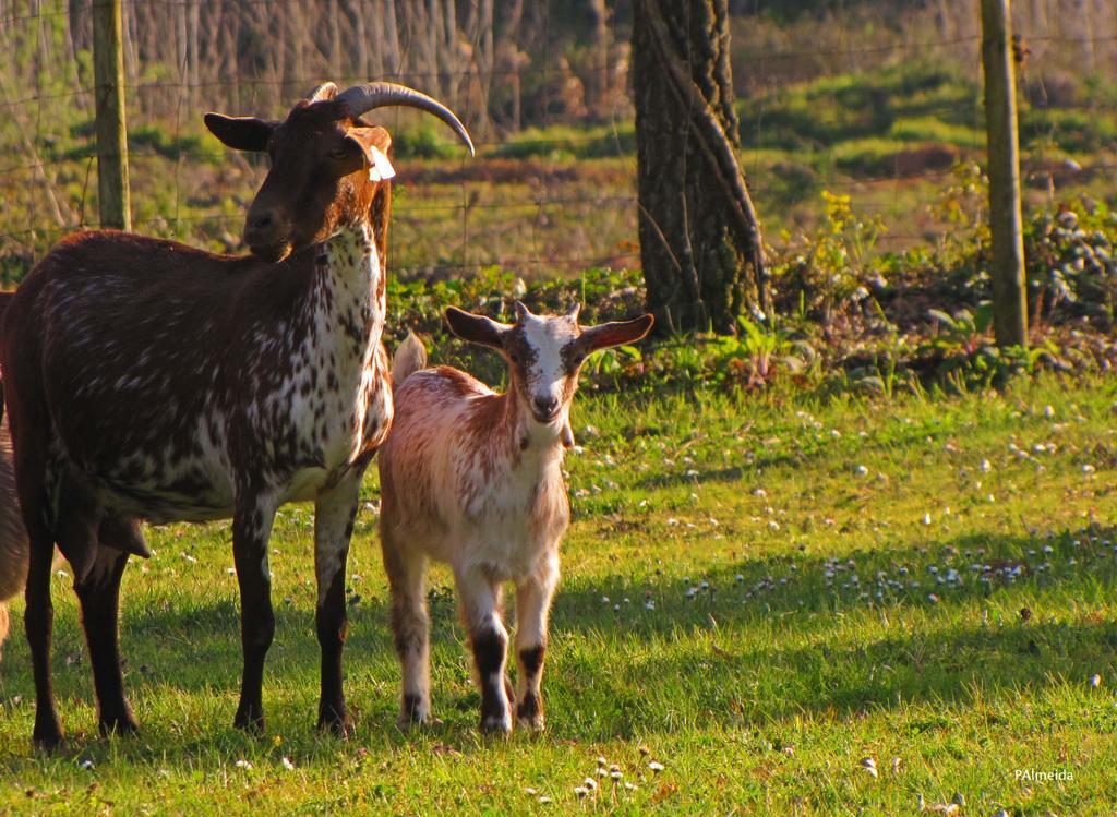 Quinta Do Cerquito Villa Ferreira do Zêzere Esterno foto