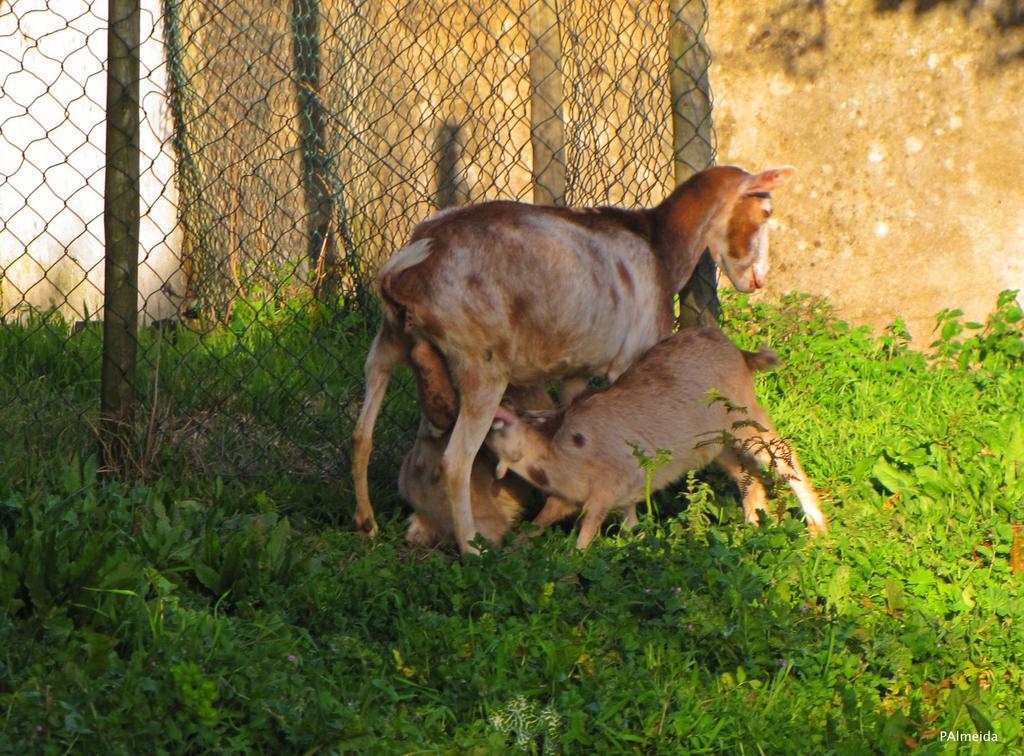 Quinta Do Cerquito Villa Ferreira do Zêzere Esterno foto