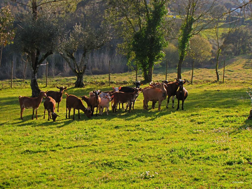 Quinta Do Cerquito Villa Ferreira do Zêzere Esterno foto