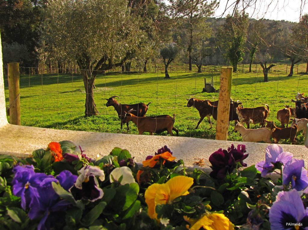 Quinta Do Cerquito Villa Ferreira do Zêzere Esterno foto